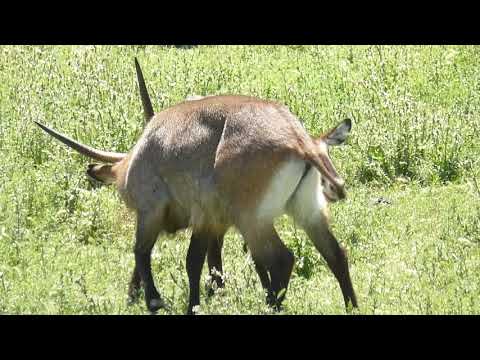 Defassa waterbuck courtship display