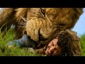 Bitten By A Lion The Boy Gains Superhuman Strength And A Primal Bond With Beasts