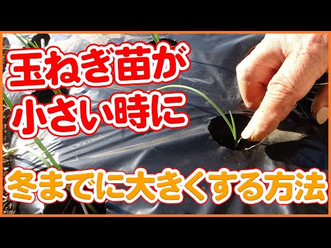普通の玉ねぎ、泣いて善いことをする