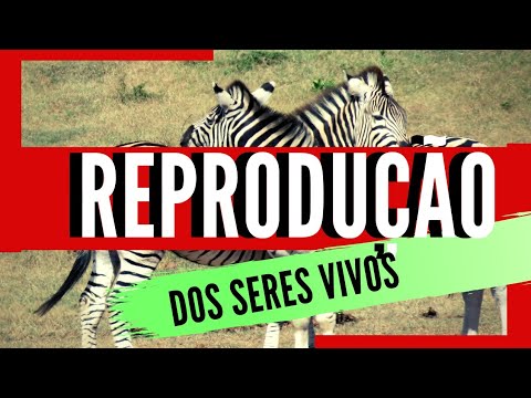 Reprodução dos seres vivos