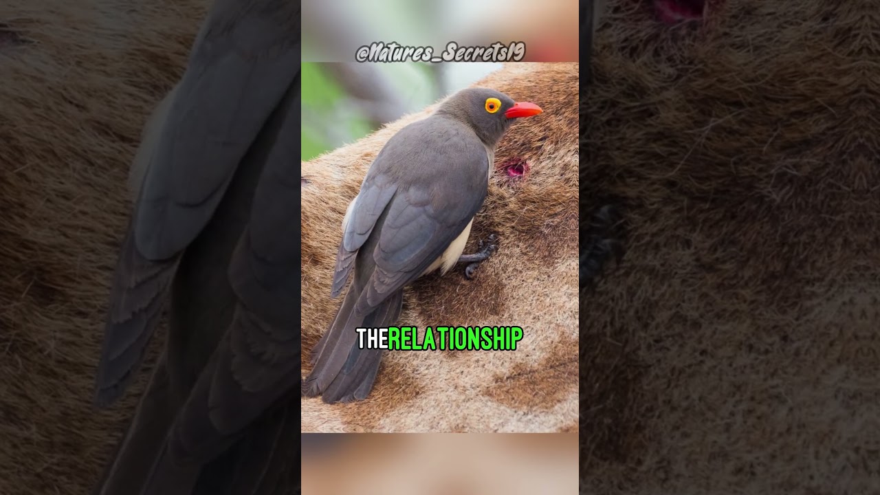 Oxpeckers | Cleaners or Parasites