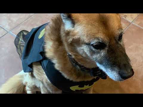 Happy birthday Daisy 17 years old today 