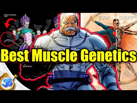 Who Has Superior Muscle Genetics? (Saiyans vs Viltrumites Vs Kryptonians)