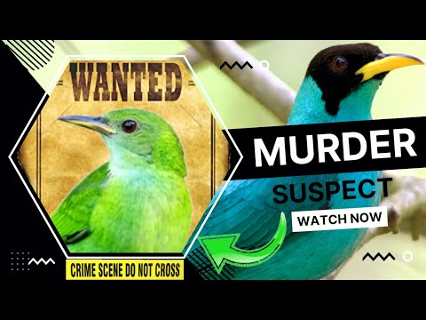 The rise and fall of the GREEN HONEYCREEPERS