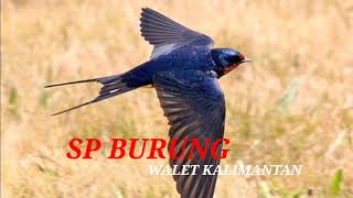Download lagu SUARA BURUNG WALET KALIMANTAN MP3 | SP JERNIH | WALET TV mp3 Download lagu SUARA BURUNG WALET KALIMANTAN MP3 | SP JERNIH | WALET TV mp3