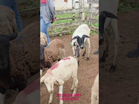 animais a venda em Dois Riachos. Alagoas.