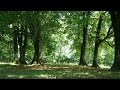 Wind Blowing Peacefully Through Trees   Sound