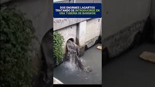 Dos enormes lagartos intentan meterse en una tubería en Bangkok  #fly #bangloer #lagartos