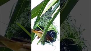 Download lagu Baya Weaver Bird: The Architect of the Animal Kingdom #birds #birdnestbuilders #birdslover mp3 Download lagu Baya Weaver Bird: The Architect of the Animal Kingdom #birds #birdnestbuilders #birdslover mp3