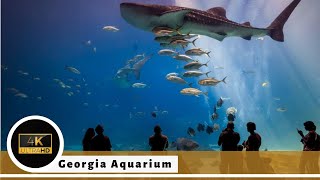 Largest Aquarium in North America - See Whale Sharks - Atlanta Georgia Aquarium