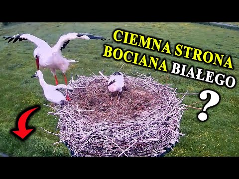Infanticide, Cannibalism - Dark Secrets of the Storks