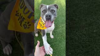 Video preview image #1 American Staffordshire Terrier-Unknown Mix Puppy For Sale in phoenix, AZ, USA