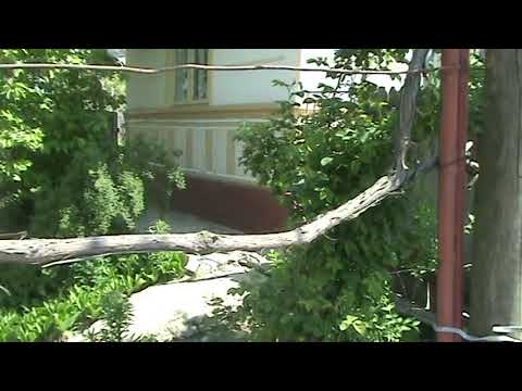 Casa parinteasca din Cotu Vames 2008