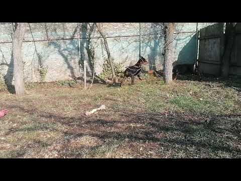 Dobermann Welpe kaufen