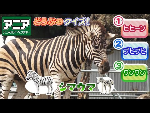 【アニア】シマウマの鳴き声って知ってる？どうぶつクイズ③ in 那須サファリパーク【タカラトミーキッズ】動物 | 探検隊 | カバ | タカラトミー公式