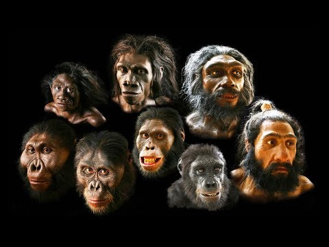 Człowiek rozumny - czym różnimy się od małp?