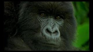 Reportage / Les gorilles après Dian Fossey (2004)