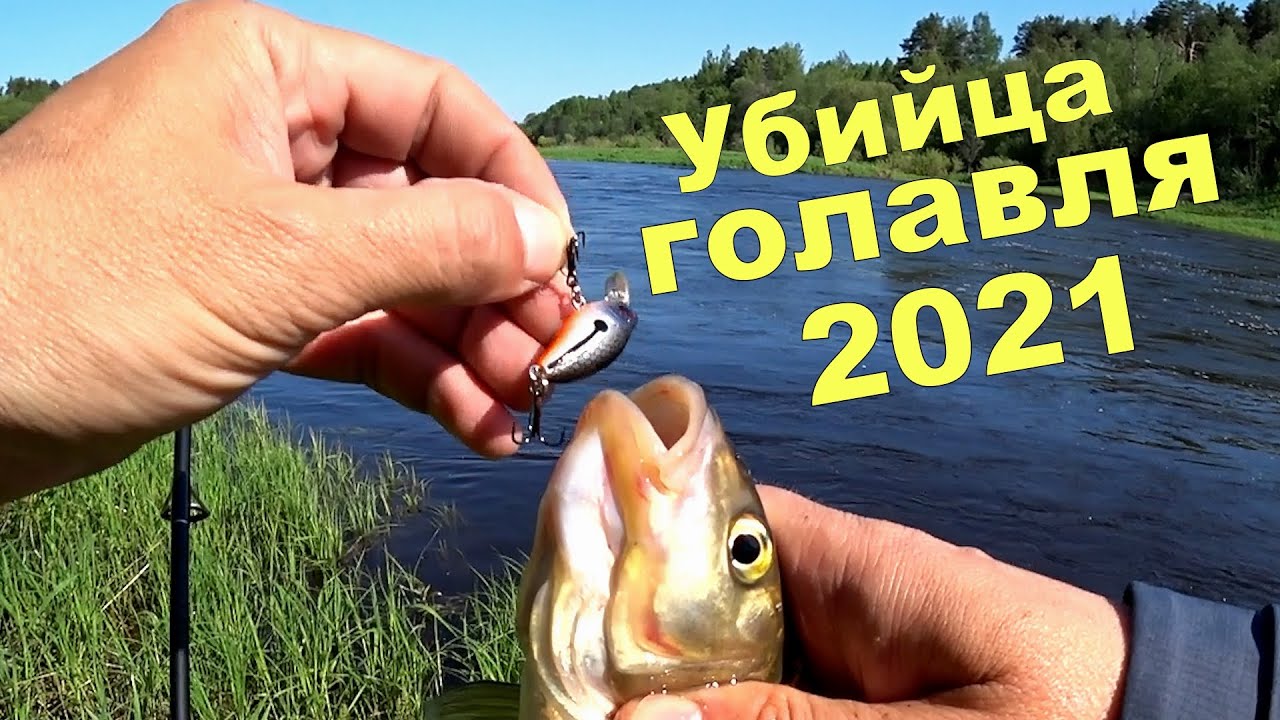 Убийца ГОЛАВЛЯ 2021 года. Река Западная Двина
