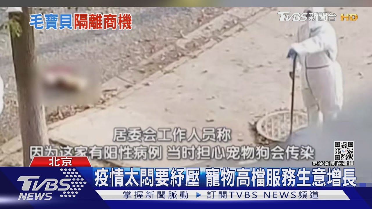上海防疫當街打死柯基 鏟屎官陷集體焦慮