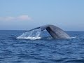 Blue Whale Close Encounter Newport Harbor California