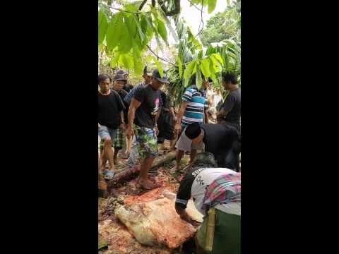 Palu atau torus Svarog Jika Anda membawa seorang gadis dan bercinta