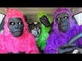 Funny Gorillas Surprise Kakoa With Car Ride Chases