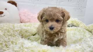 ハーフ犬の動画01