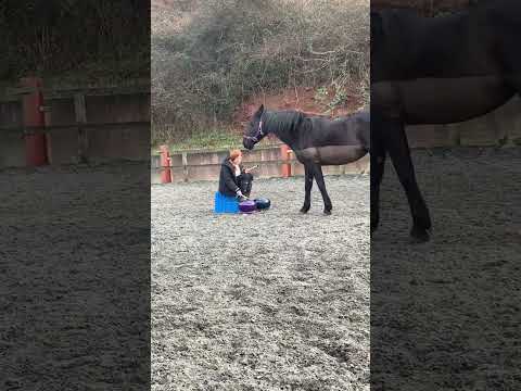 Steel tongue drums with equine therapy. equinereflectionsuk