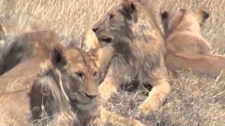 SEVEN MALE LIONS of SERENGETI