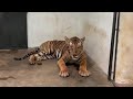 T23 Tiger Treatment Is Done After Capturing Him Tiger T23 Savetigers