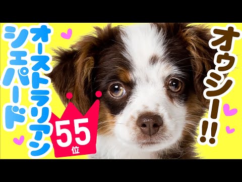 オーストラリアン シェパード 600.jpg