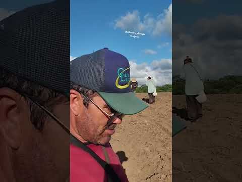 hashtag roça mostrando a plantação de algodão no Ingá na Paraíba a história de agronomia