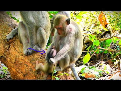 Malika's little baby is always disturbed by other monkeys when she is playing