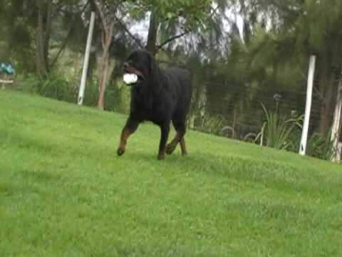 Canil Crioulos de Minas