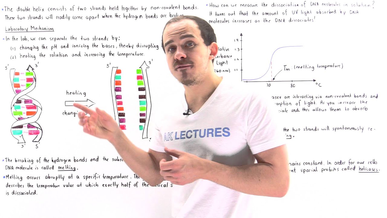 DNA Melting and Annealing