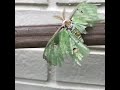 Torn and Tattered