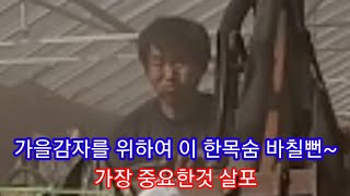 가을 홍감자(카스테라) 심을준비  가장중요한것 살포~  빨간감자,홍심이 노란감자  솔림농원  감자