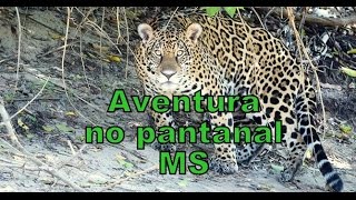 preview picture of video 'AVENTURAS NO PANTANAL - DE FRENTE COM UMA ONÇA PINTADA E LAÇANDO UM JACARÉ'