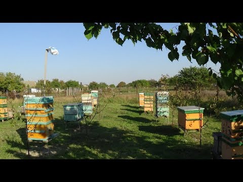 Борьба с варроа лечение + профилактика, теория на практике