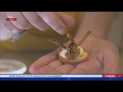 Radar - Légyből liszt (2022-04-04) - HÍR TV