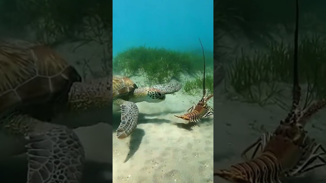 The Ocean’s Fastest Ambush 🐍 #marinelife #shorts #shark #ocean #sealife #fishing #reeflife #divng