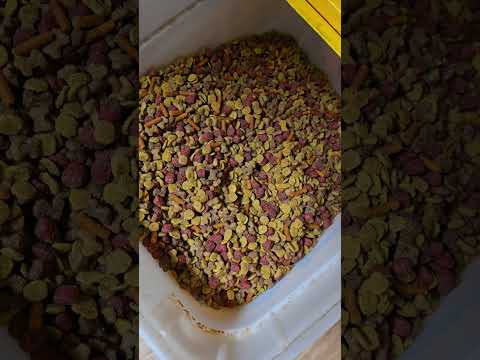 Kibbles 'N Bits Small Breed Mini Bits Savory Dog Food  #dog #amazon #viralshort #dogfood  #pets