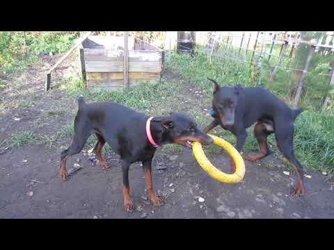 2 собаки играют с пулером, Доберман, Doberman