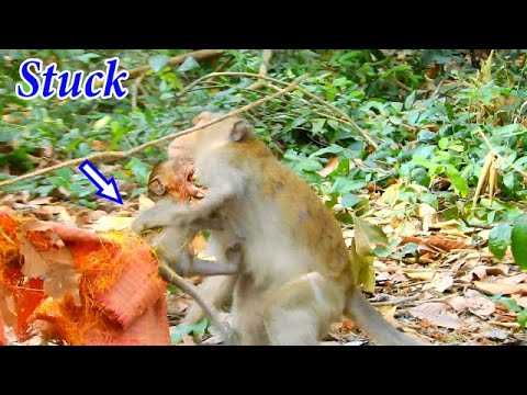 The baby got stuck and no one can help him...