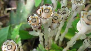 modest mouse so much beauty in dirt