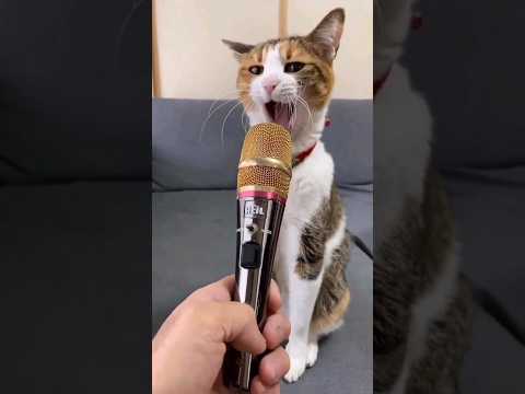 #cate original voice #shorts