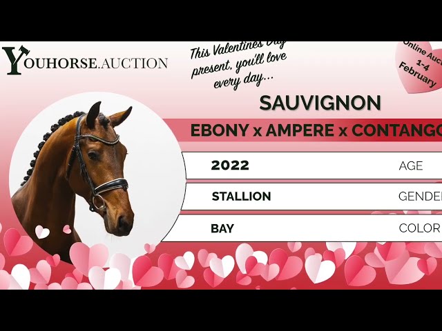 Sauvignon stallion approval