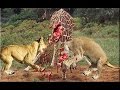 Lion vs Giraffe  - Shocking Lion Kills Giraffe Bloody Fight