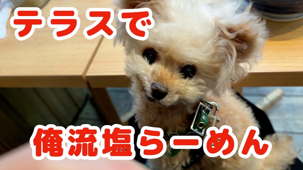 愛犬とテラス席でラーメンを♪【トイプードル】