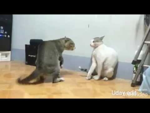 Cat fight